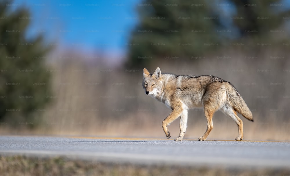 Un coyote en Banff, Canadá.