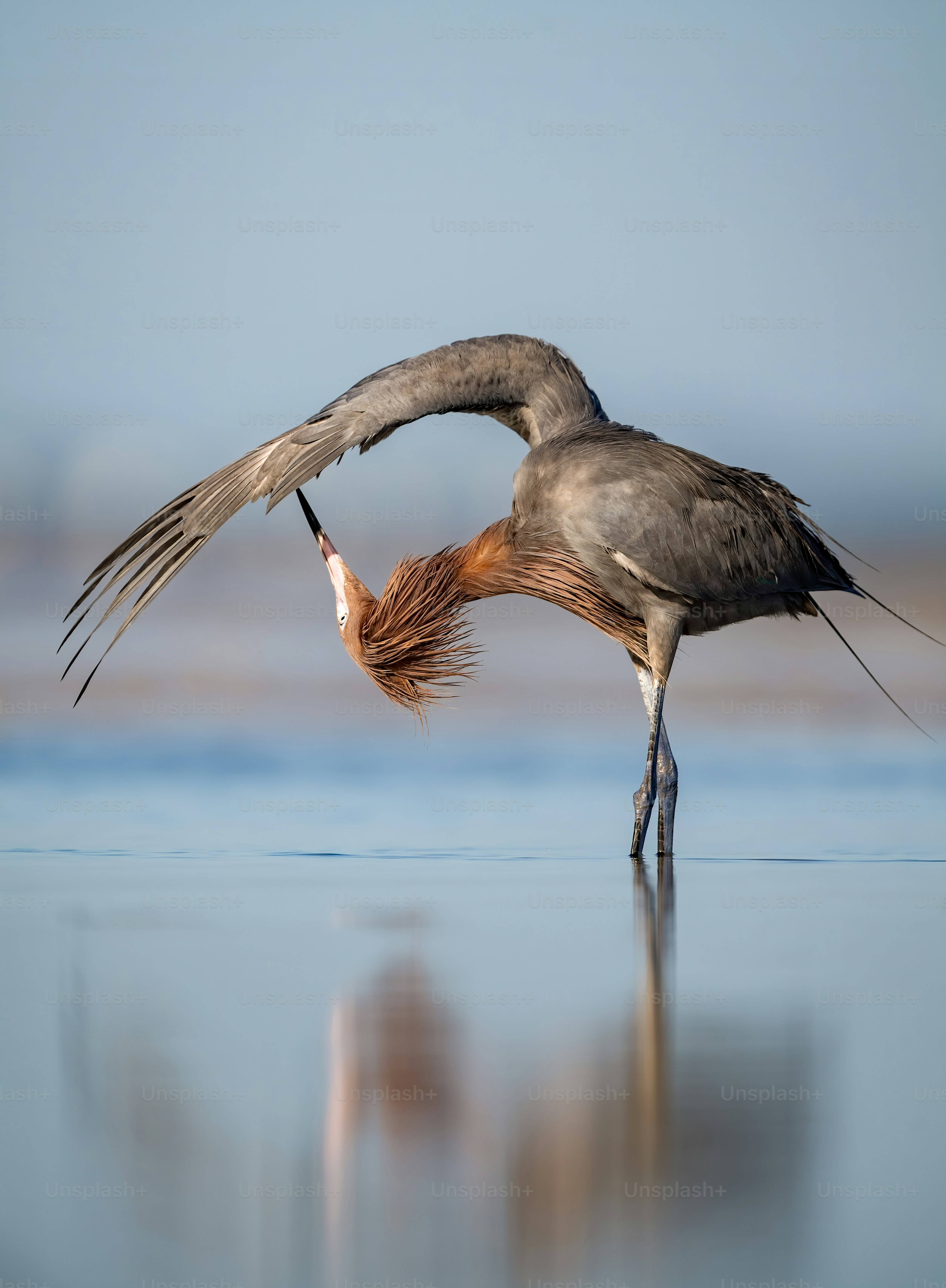 Reddish egret in Northern Florida