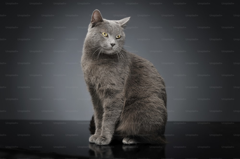 어두운 스튜디오에서 블루 브릿 고양이