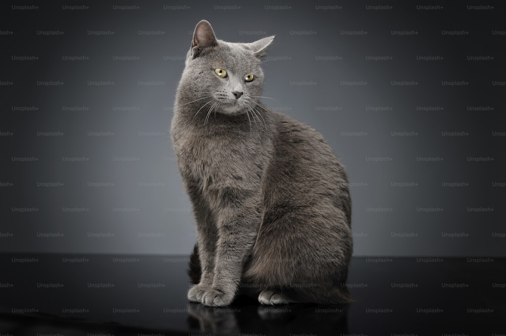 Blue Brit Cat in a dark studio