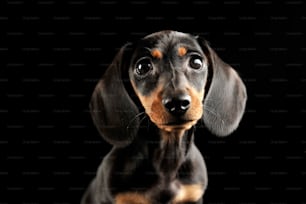 Retrato do dachshund do filhote de cachorro em um estúdio escuro
