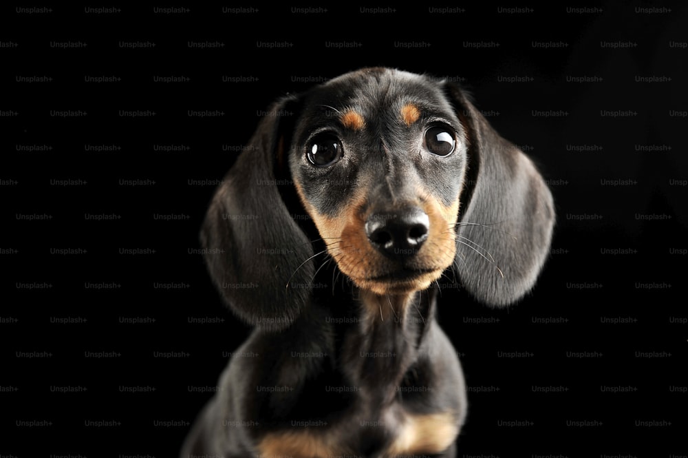 暗いスタジオでの子犬のダックスフンドの肖像画