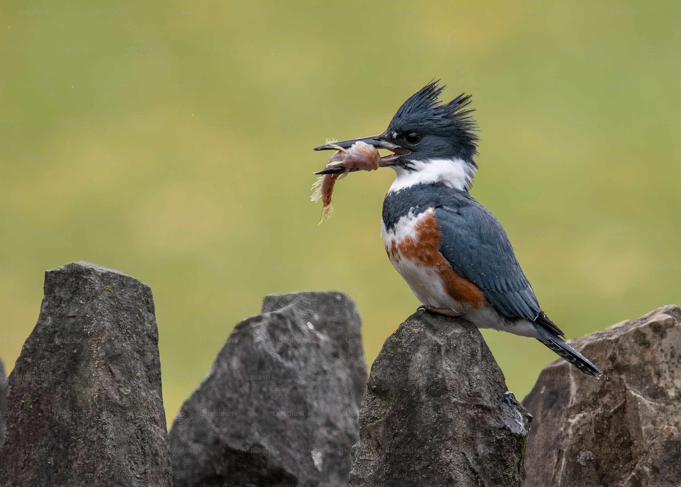A belted Kingfisher in Pennsylvania