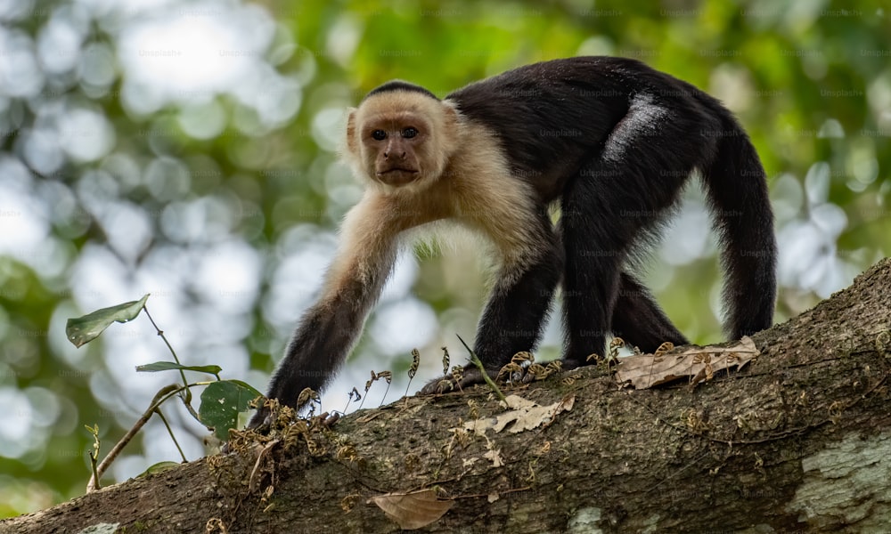 White faced Capuchin monkey in costa rica in the rainforest