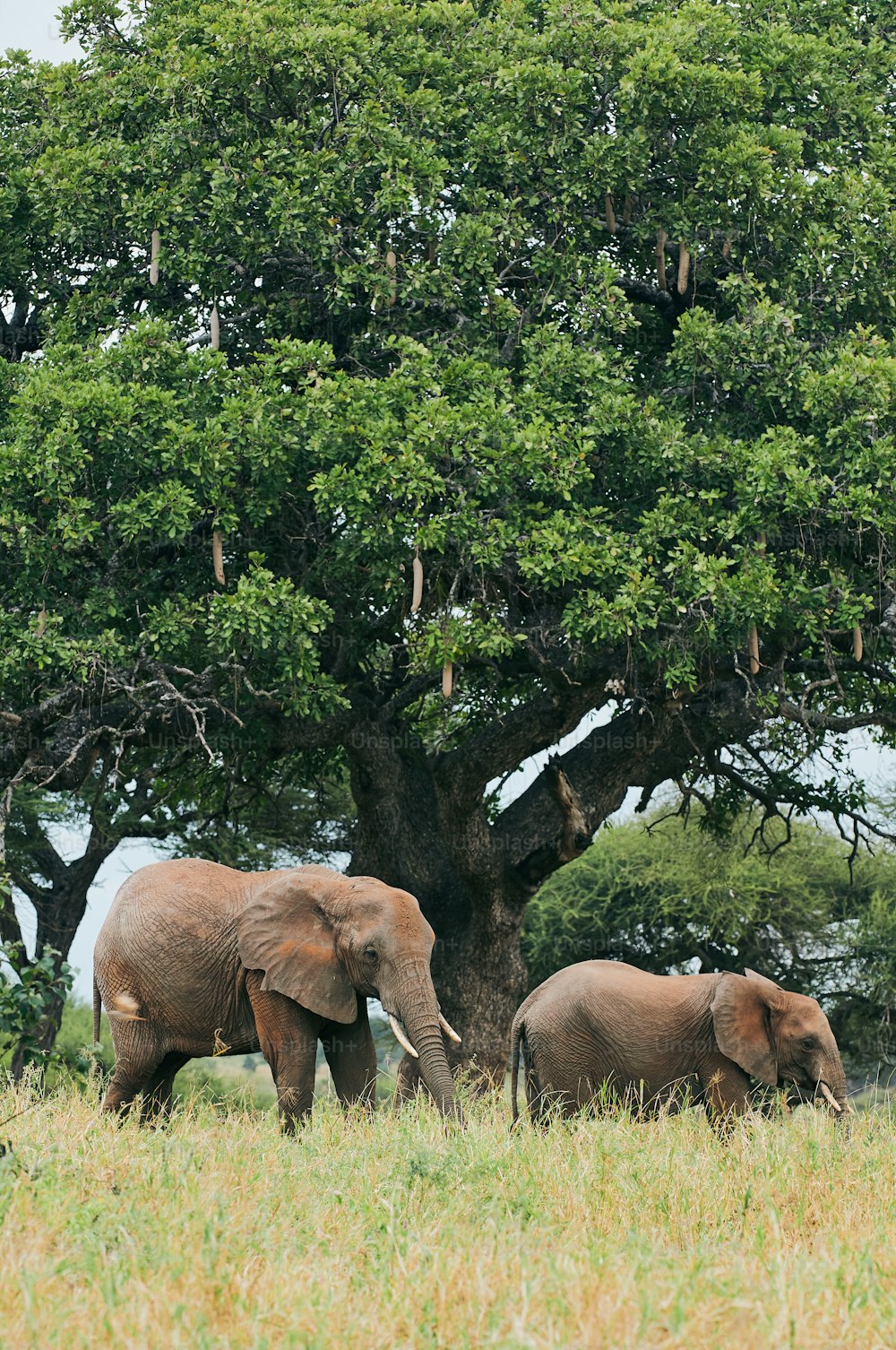 タンザニアのサバンナを歩く2頭のアフリカゾウ(Loxodonta africana)。背景には大きな木。