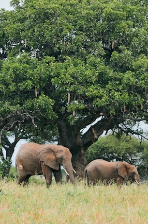 Two African elephants (Loxodonta africana) walk in the savannah of Tanzania. In the background a big tree.