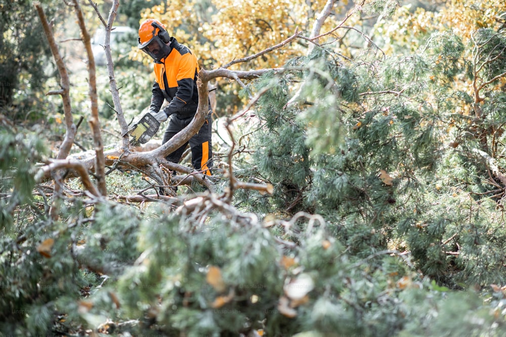 Boscaiolo in abbigliamento da lavoro protettivo che sega rami con una motosega da un albero abbattuto nella pineta. Concetto di registrazione professionale