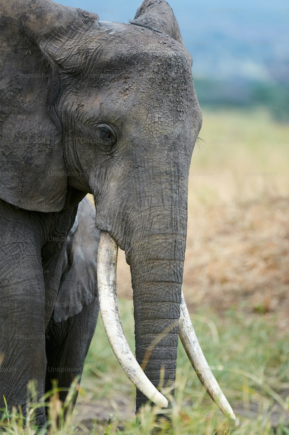 Portrait of a female African elephant (Loxodonta africana) with very long tusks.