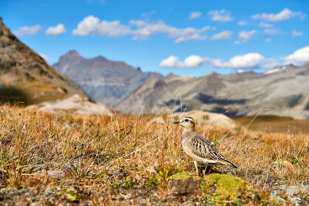 Dotterel eurasiano (Charadrius morinellus) fotografado nos Alpes italianos, em grama baixa.