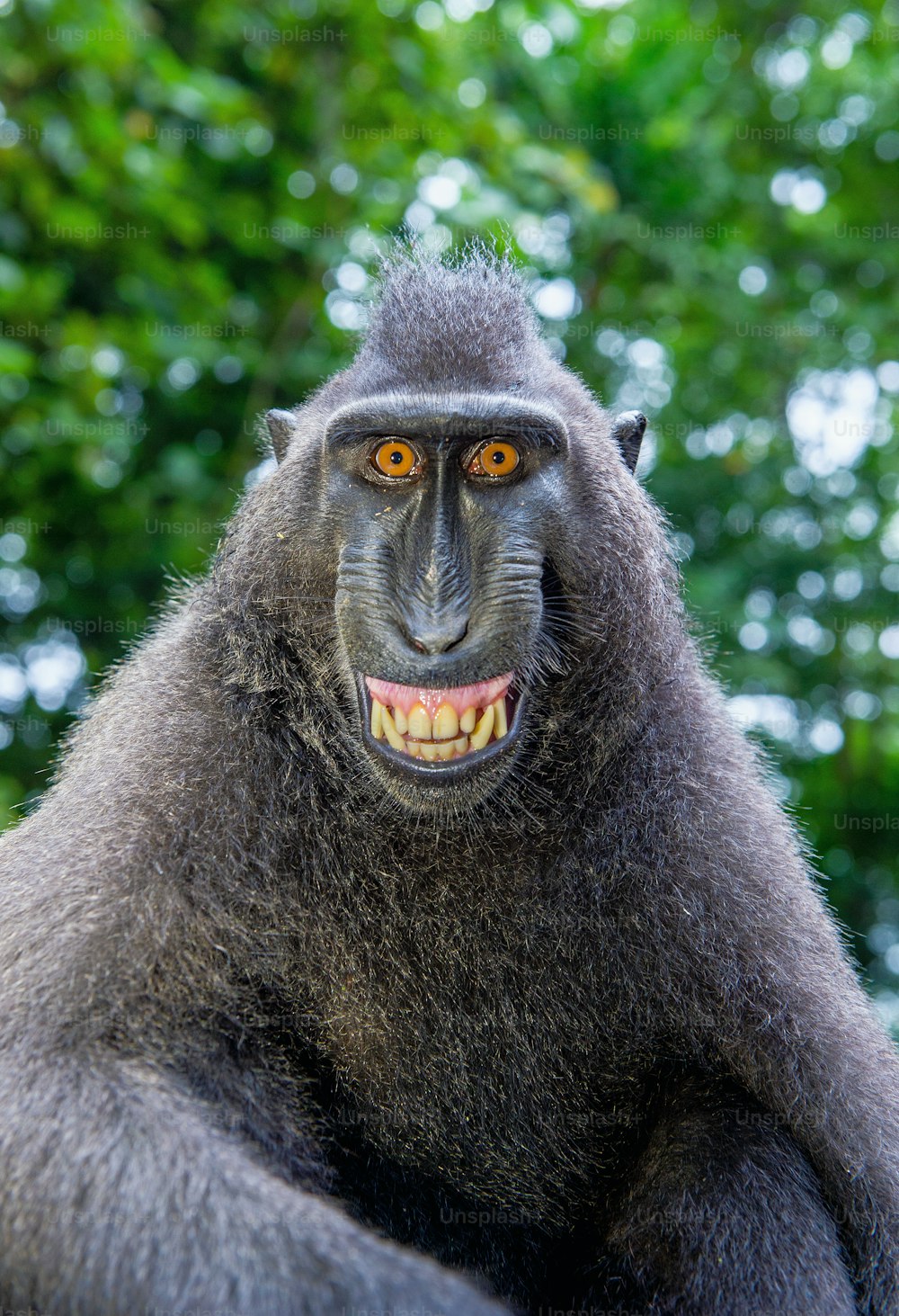 Celebes crested macaque with open mouth. Close up portrait on the green natural background. Crested black macaque, Sulawesi crested macaque, or black ape. Natural habitat. Sulawesi Island. Indonesia