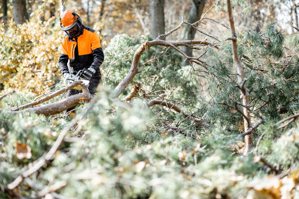 Madeireiro em traje de trabalho protetor serrando galhos com uma motosserra de uma árvore derrubada na floresta de pinheiros. Conceito de um registro profissional
