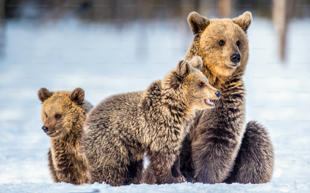 Ela-Urso e filhotes de urso na neve. Ursos pardos na floresta de inverno. Habitat natural. Nome científico: Ursus Arctos Arctos.
