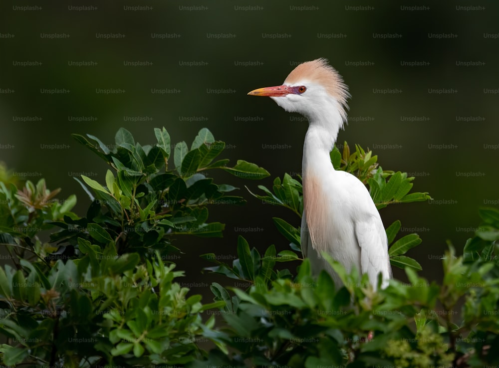 Cattle egret in Northern Florida