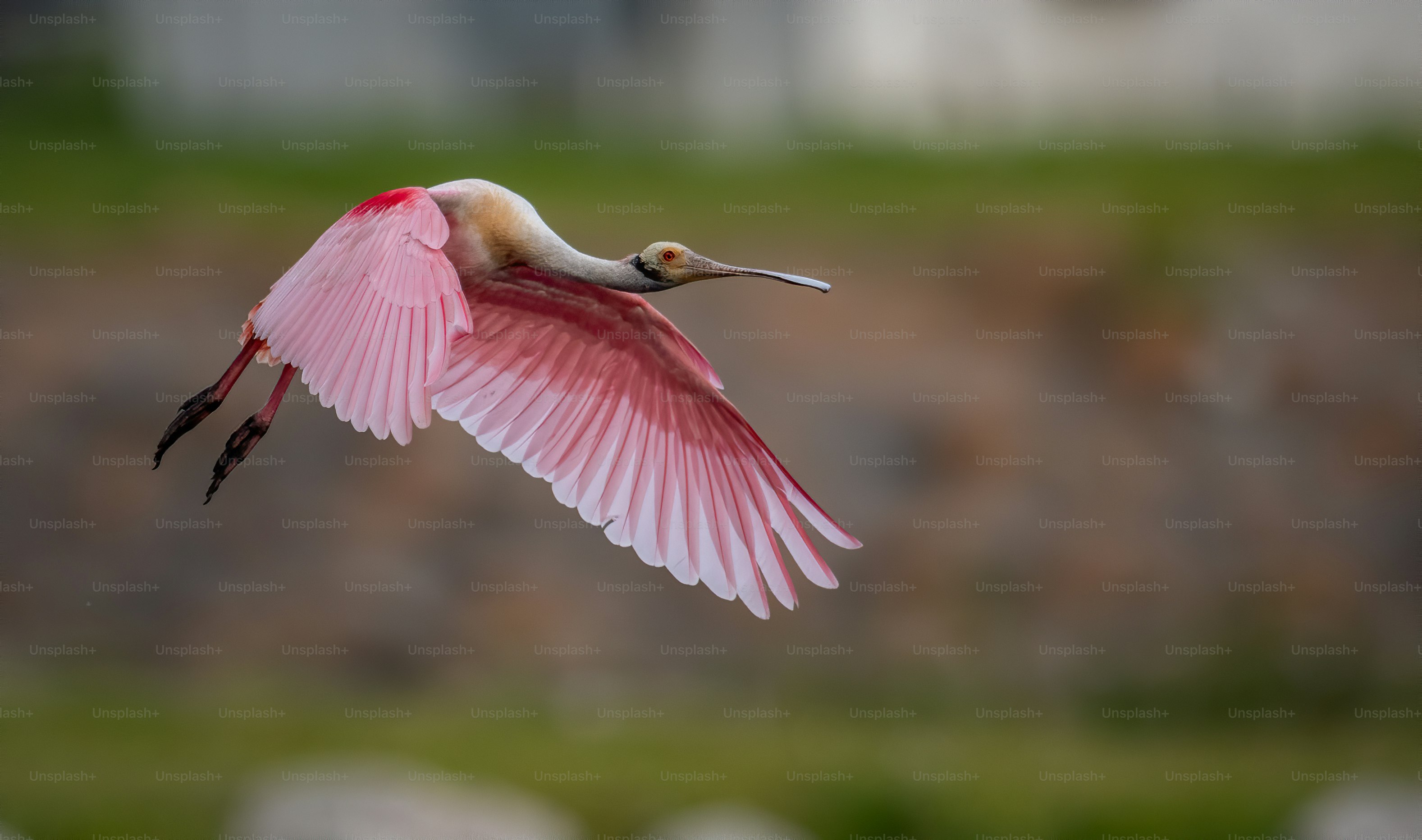 Roseate Spoonbill in Florida