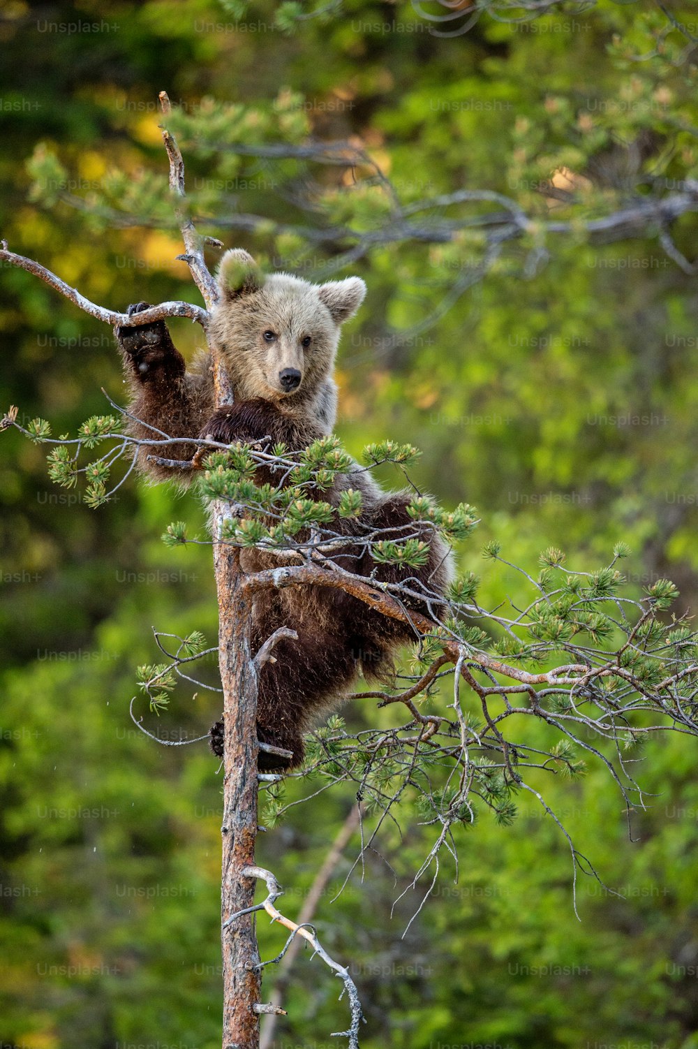 Filhote de urso pardo no pinheiro. Fundo natural verde.  Habitat natural. Floresta de verão. Nome científico: Ursus arctos.