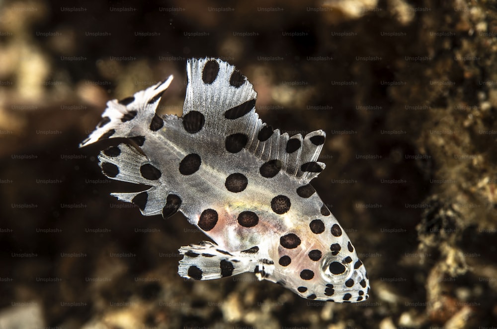 A juvenile fish in Lembeh Strait