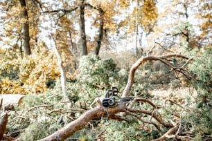 Pineta con alberi abbattuti durante un processo di disboscamento con una motosega