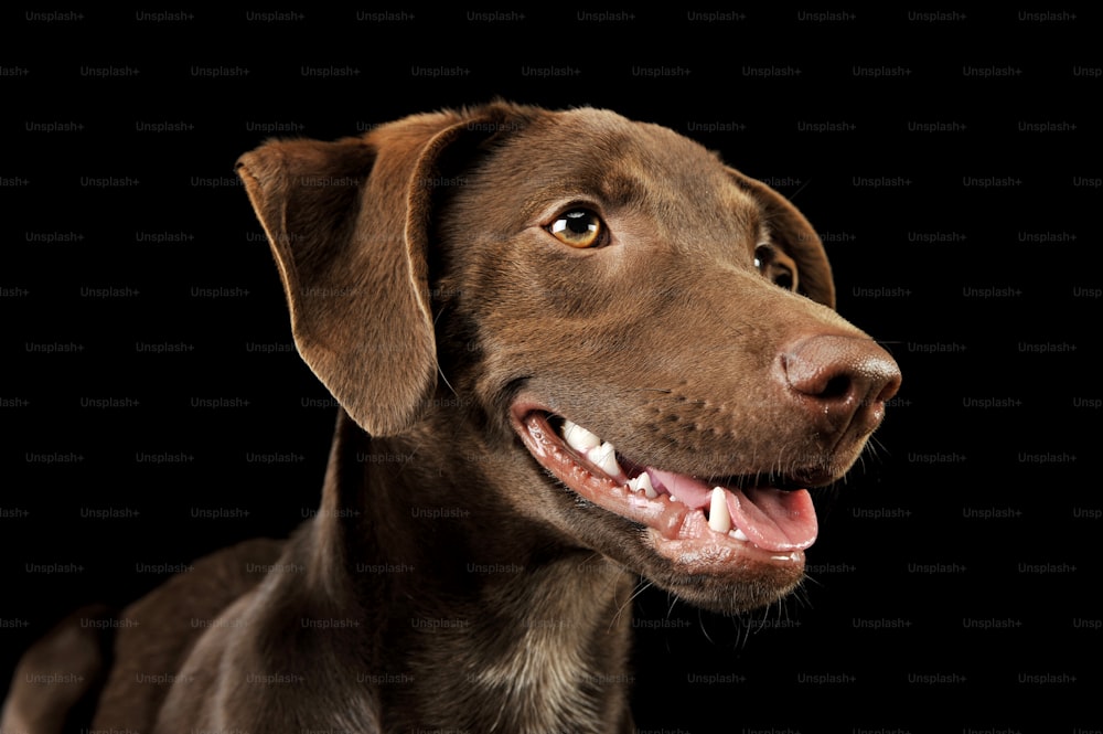 Ritratto di un adorabile cucciolo di razza mista che sembra soddisfatto