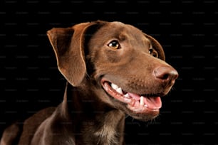 Retrato de un adorable cachorro mestizo que parece satisfecho