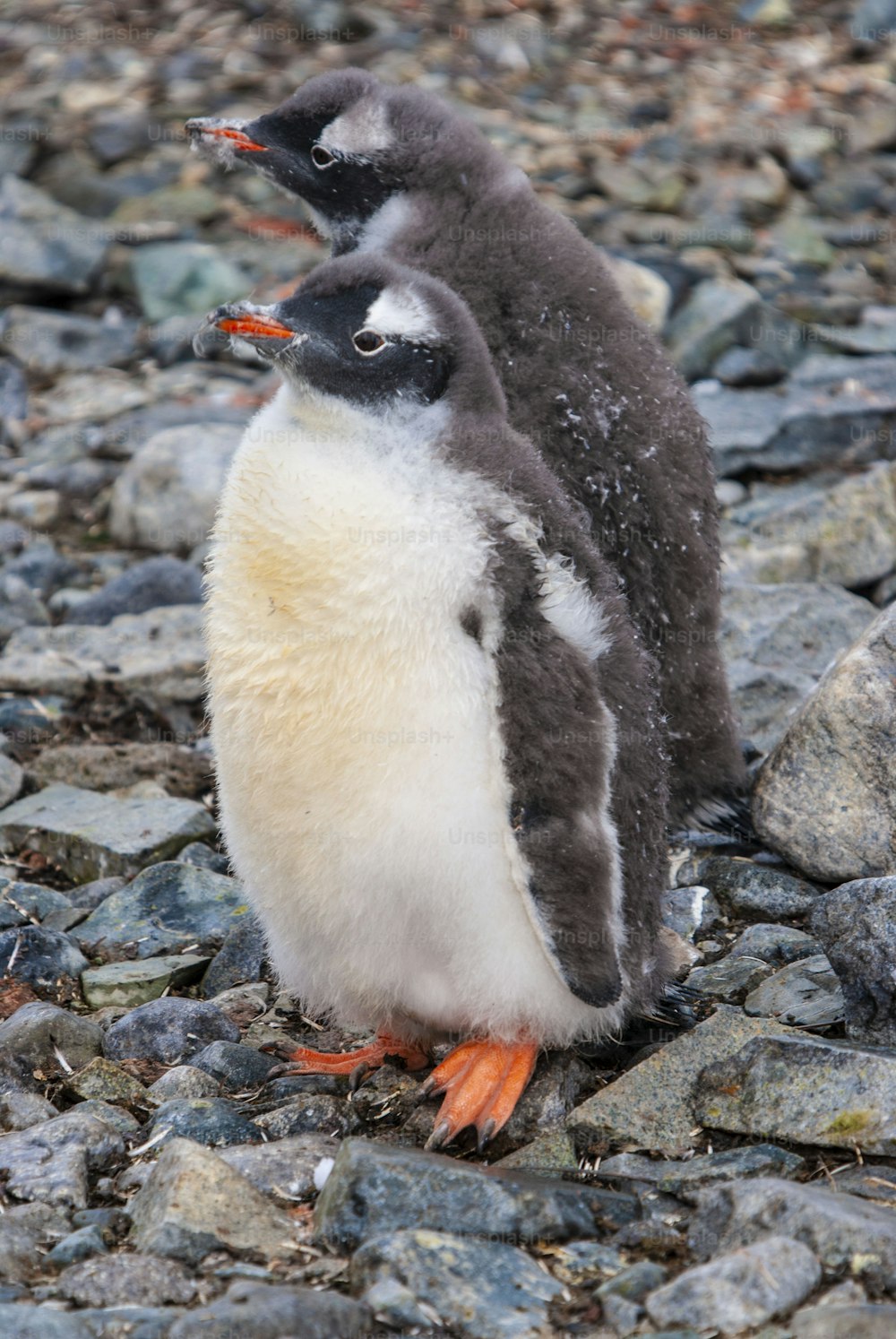 Una pareja de pingüinos papúa en la Antártida