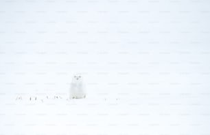 Uma coruja nevada no Canadá