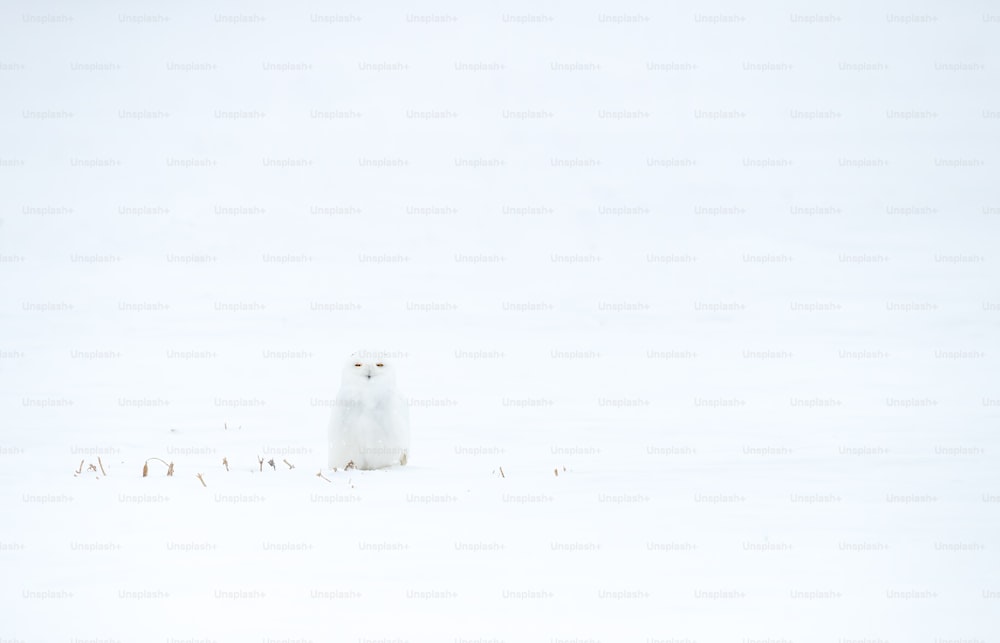 Eine Schneeeule in Kanada