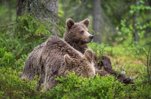 Ourse et ourson dans la forêt de pins d’été. Famille d’ours brun. Nom scientifique : Ursus arctos. Habitat naturel.