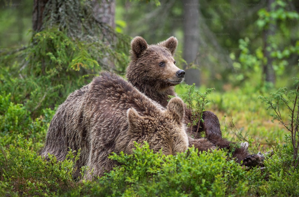 Mulher-Urso e filhote na floresta de pinheiros de verão. Família do Urso Pardo. Nome científico: Ursus arctos. Habitat natural.