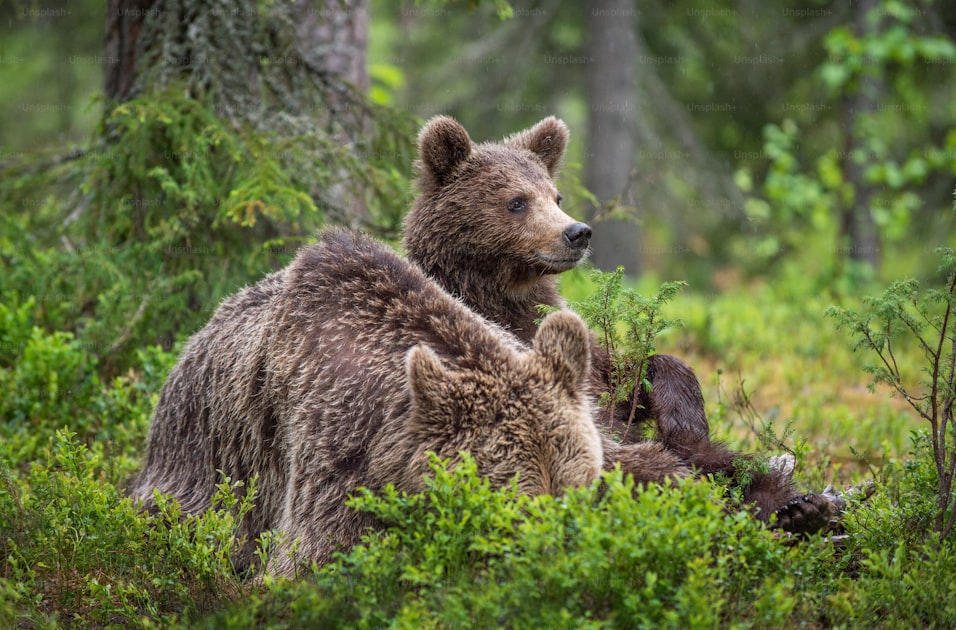 Black bear in mountain terrain surrounded by fall foliage and oak brush