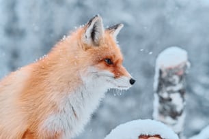 Ritratto ravvicinato di volpe rossa selvatica con ricca pelliccia, di profilo, in una giornata invernale nevosa