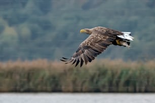 white tailed eagle (Haliaeetus albicilla) taking a fish out of the water of the oder delta in Poland, europe. Copy space.