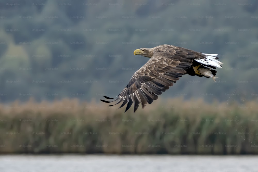 white tailed eagle (Haliaeetus albicilla) taking a fish out of the water of the oder delta in Poland, europe. Copy space.