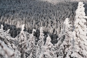 Paisagem de inverno da floresta de coníferas coberta de neve e montanhas de Taganay, os Urais, no dia nevado