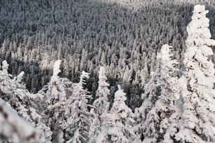 Winter landscape of coniferous forest covered with snow and mountains of Taganay, the Urals, on snowy day