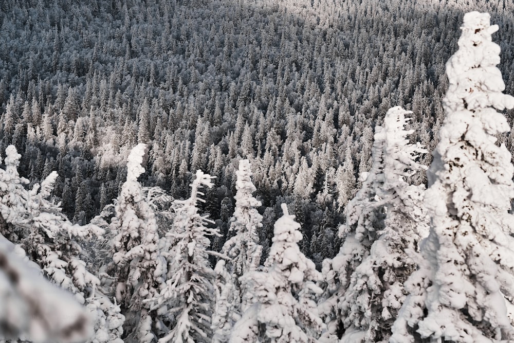 Paesaggio invernale della foresta di conifere coperta di neve e delle montagne di Taganay, gli Urali, in giornata nevosa