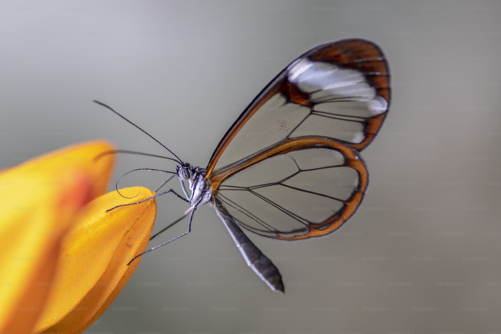 Hermosa mariposa de alas de cristal (Greta oto) en un jardín de verano en una flor de naranjo. En la selva amazónica de América del Sur. ¡Mariposa tropical presiosa!