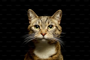 Retrato de un encantador gato doméstico mirando con curiosidad a la cámara