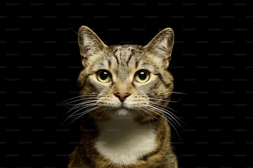 Retrato de un encantador gato doméstico mirando con curiosidad a la cámara