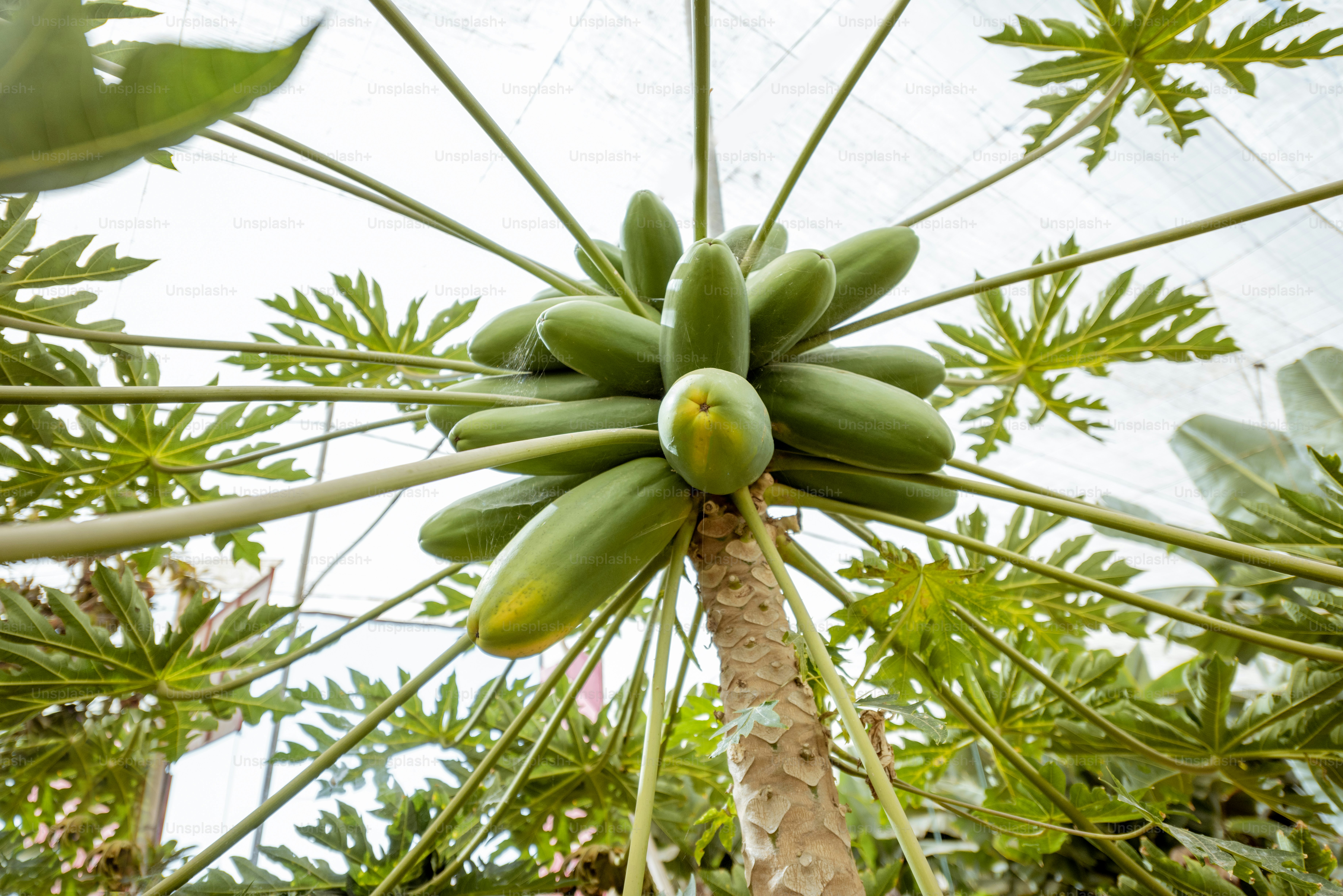 Foto de Manojo de papayas verdes que crecen en el árbol, vista desde
