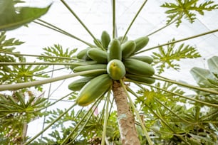 Bunch of green papayas growing on the tree, view from below