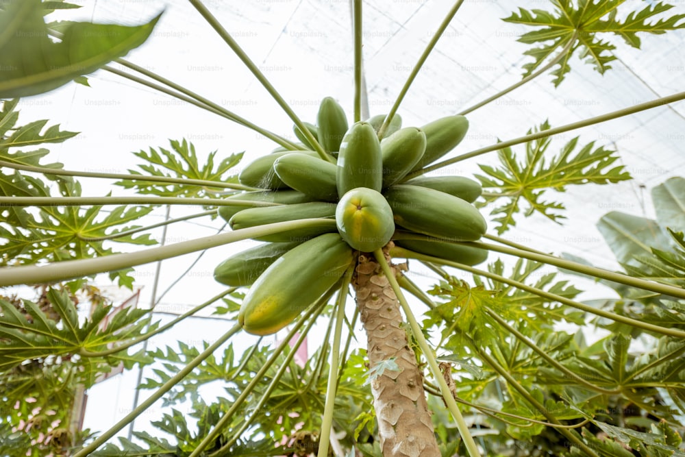 Bunch of green papayas growing on the tree, view from below