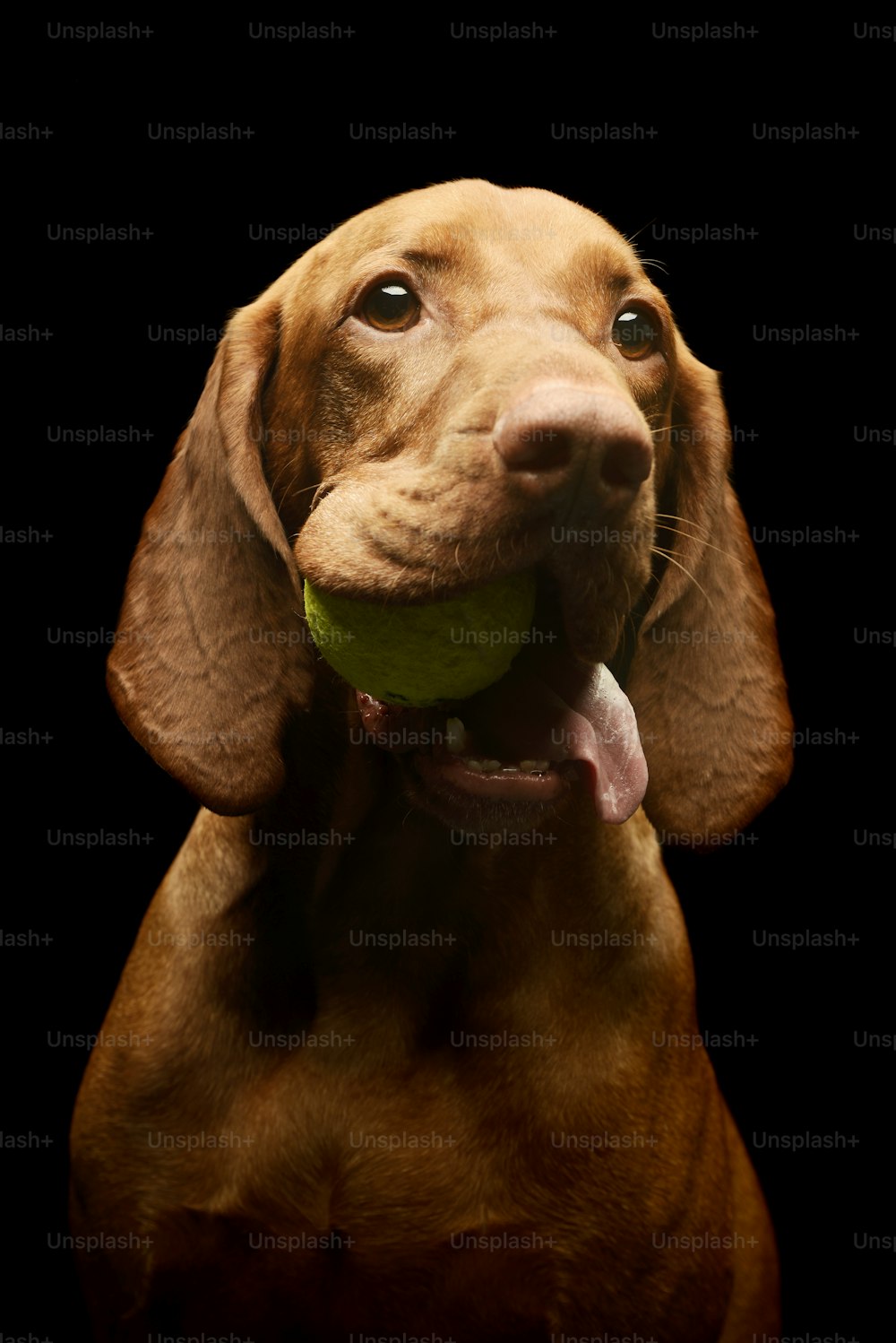 Porträt eines entzückenden magyarischen Vizsla mit einem Tennisball im Mund