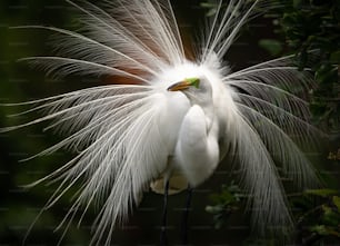 Great egret in Northern Florida