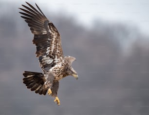 A bald eagle in Maryland