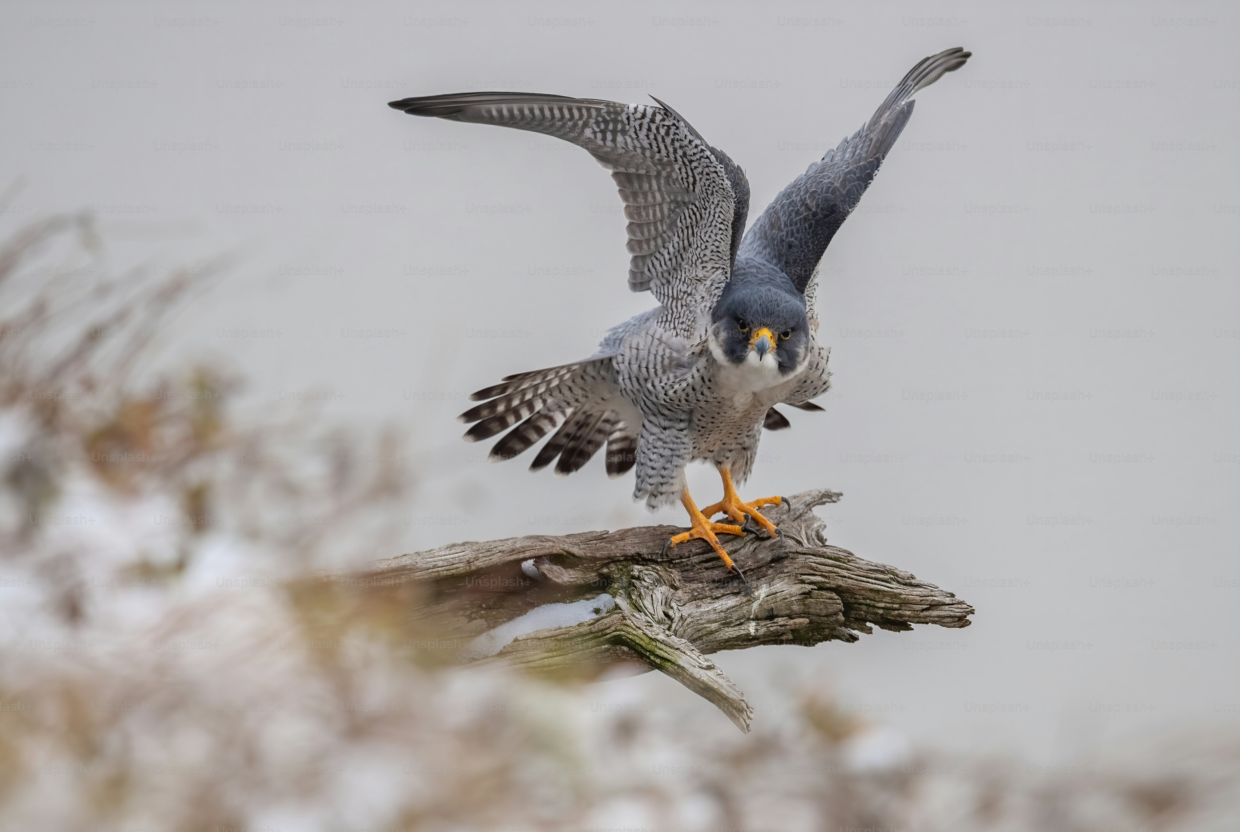 A peregrine falcon in New Jersey