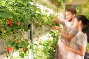 Gli specialisti delle serre che coltivano fragole sotto le lampade a LED, si concentrano sulla pianta di bacche in contenitore