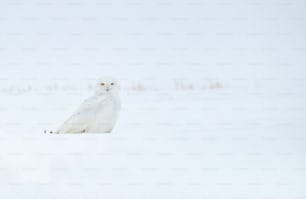 Uma coruja nevada no Canadá