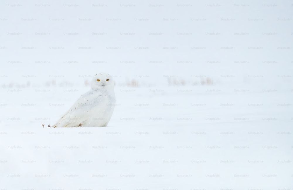 A Snowy Owl in Canada