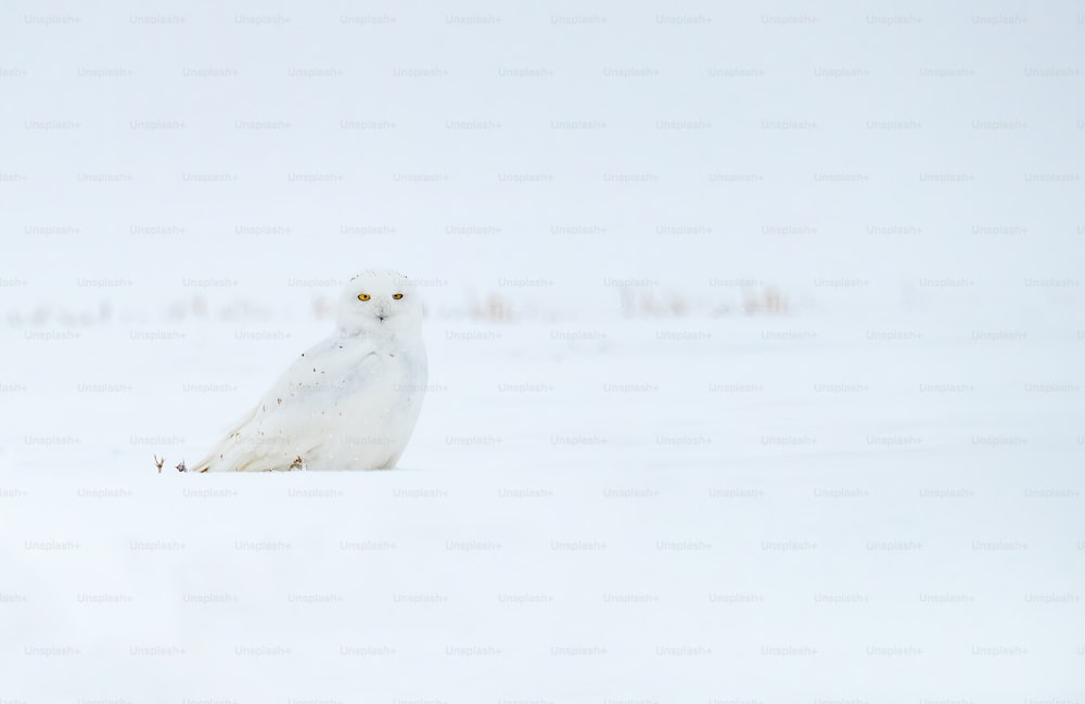 Eine Schneeeule in Kanada