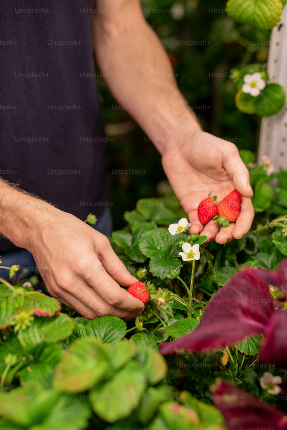 Close-up of unrecognizable man standing at plant and choosing ripe strawberry in greenhouse or garden